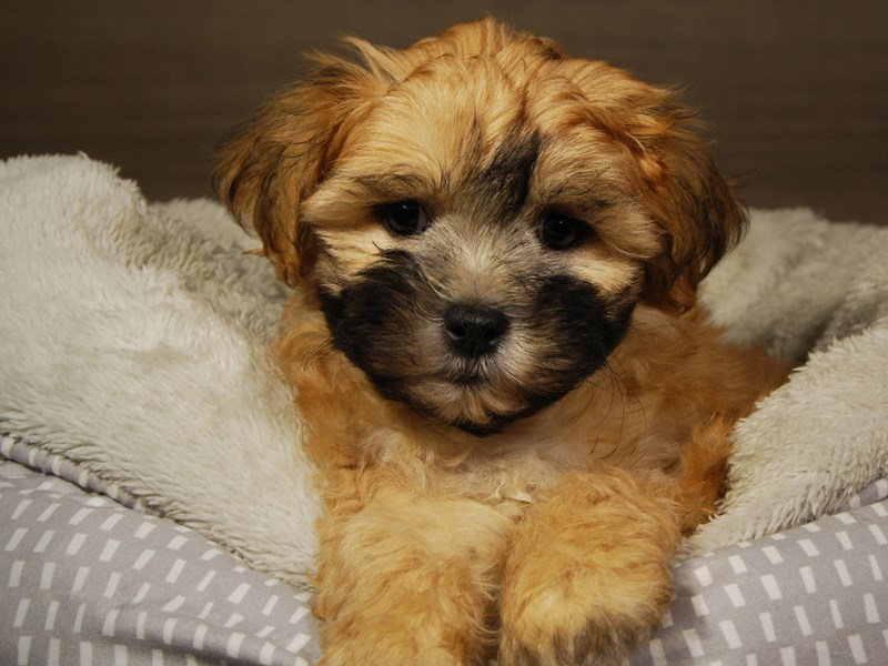 Teddy Bear Dog Female Brown 18206