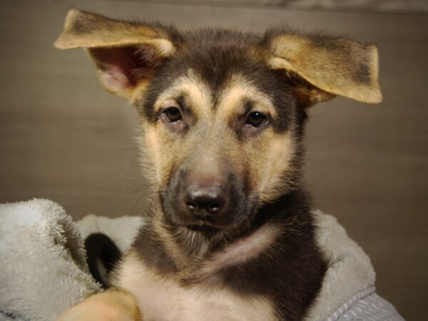 German Shepherd DOG Male Black / Tan 18207 Petland Iowa City, Iowa