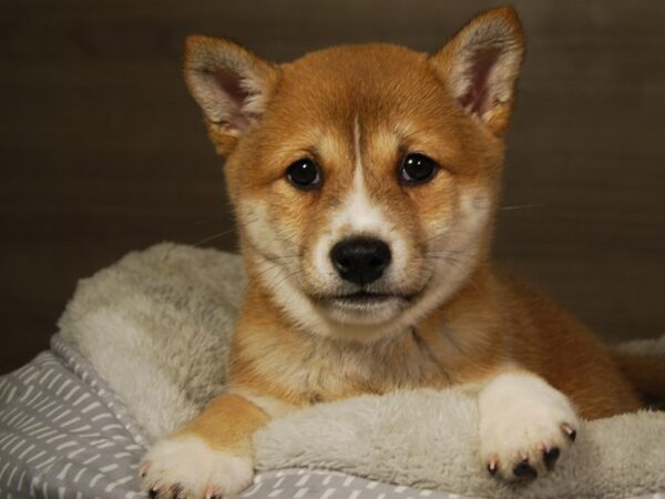 Shiba Inu DOG Female Rd & Wht 18209 Petland Iowa City, Iowa