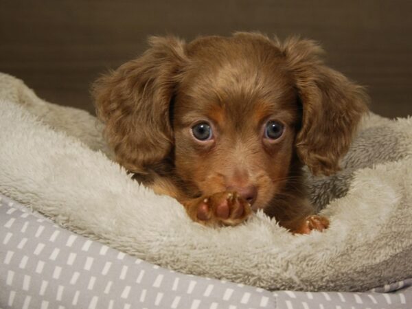 Chiweenie DOG Male Brwn 18220 Petland Iowa City, Iowa