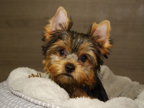 Yorkshire Terrier DOG Female bl & gld 18221 Petland Iowa City, Iowa