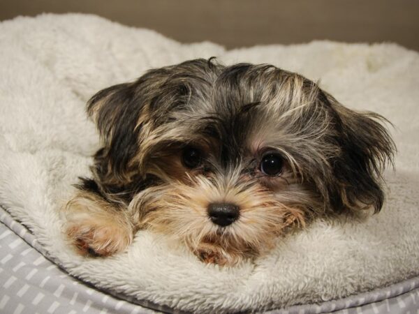 Morkie DOG Male blk, slvr 18223 Petland Iowa City, Iowa