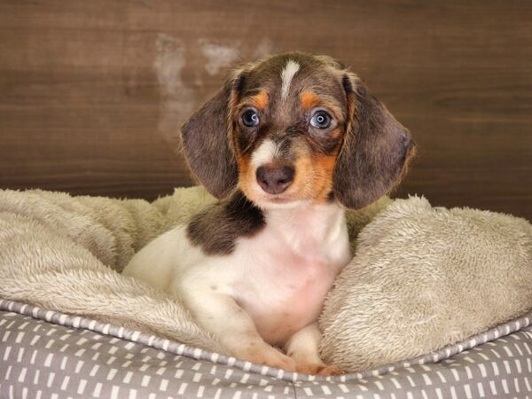 Dachshund DOG Female Gray / White 18225 Petland Iowa City, Iowa