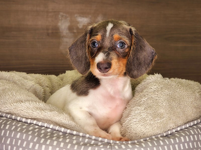 Dachshund Dog Female Gray / White 18225