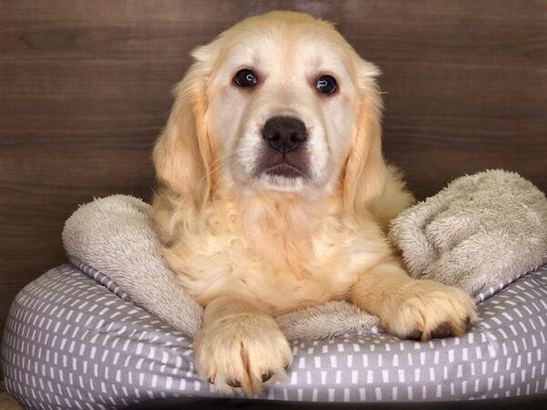 Golden Retriever DOG Male Golden 18226 Petland Iowa City, Iowa