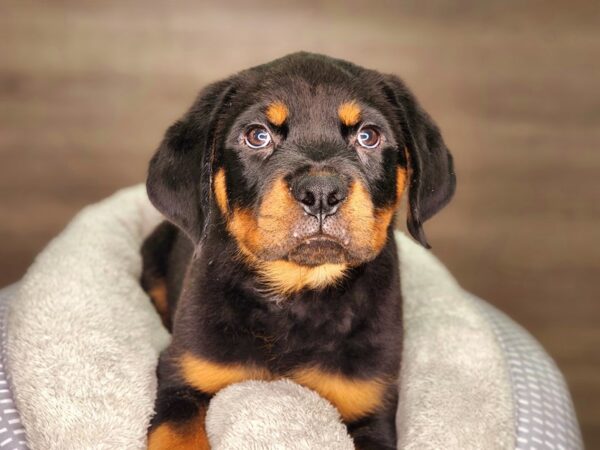 Rottweiler DOG Male Black / Tan 18230 Petland Iowa City, Iowa