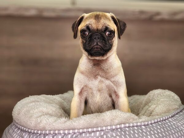 Pug DOG Female Fawn 18229 Petland Iowa City, Iowa