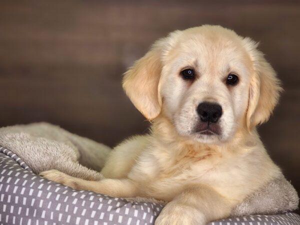 Golden Retriever DOG Female Golden 18227 Petland Iowa City, Iowa