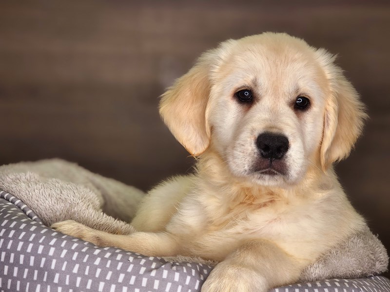 Golden Retriever Dog Female Golden 18227