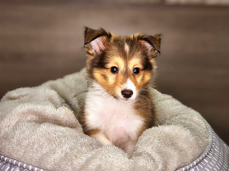 Shetland Sheepdog Dog Male Sable / White 18231