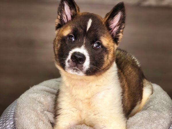 Akita DOG Male Brown 18224 Petland Iowa City, Iowa