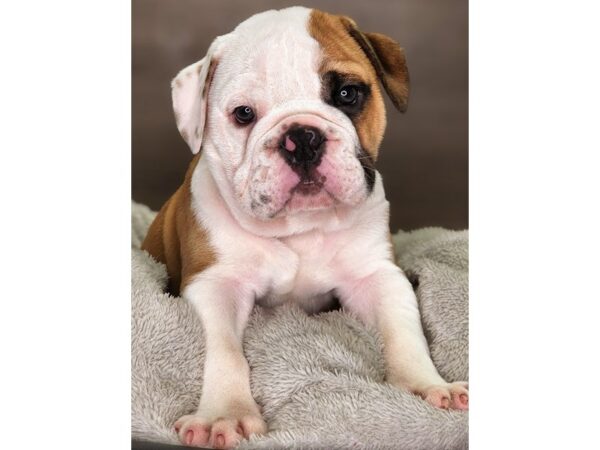 English Bulldog DOG Male Rd & Wht 18245 Petland Iowa City, Iowa