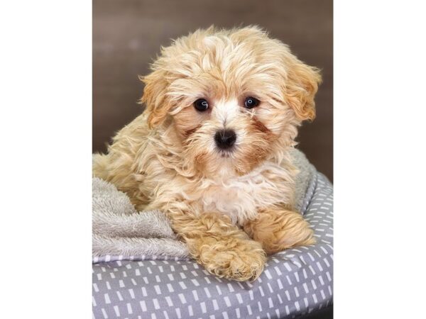 Maltipoo DOG Male Tan 18241 Petland Iowa City, Iowa