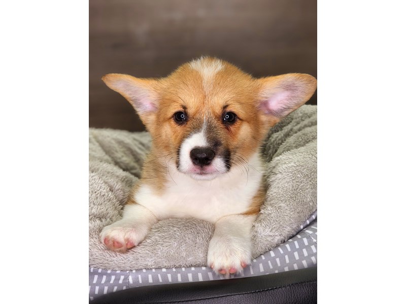 Pembroke Welsh Corgi Dog Female Red 18238