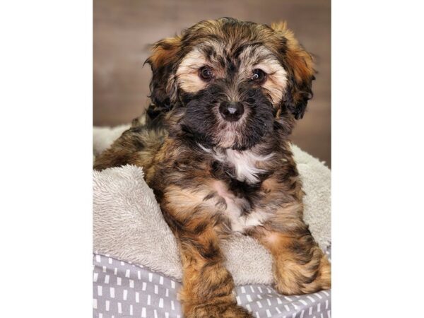 Havanese Dog Male br/blk 18232 Petland Iowa City, Iowa