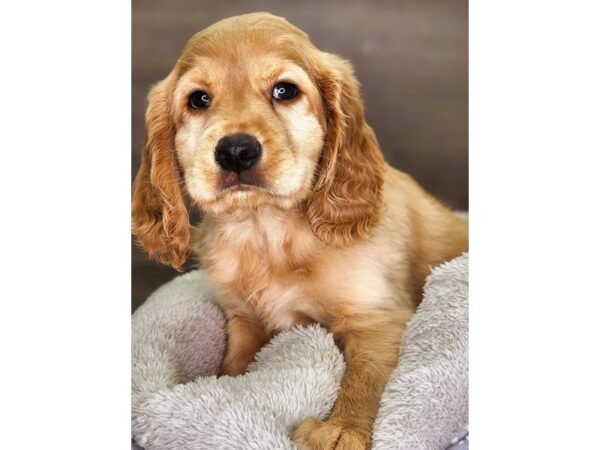 Golden Retriever/ Cocker Spaniel DOG Male Gldn 18243 Petland Iowa City, Iowa