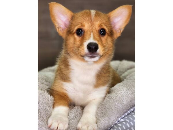 Pembroke Welsh Corgi-Dog-Female-Rd & Wht-18244-Petland Iowa City, Iowa