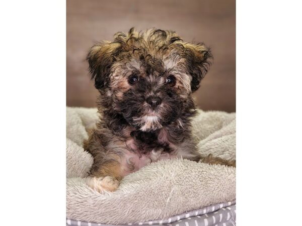 Havachon-Dog-Female-br/wh-18235-Petland Iowa City, Iowa