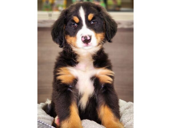 Bernese Mountain Dog-DOG-Female-Black Rust / White-18236-Petland Iowa City, Iowa