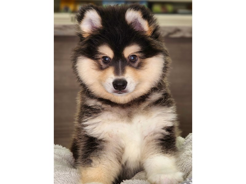 Alaskan Klee Kai Dog Male Black / White 18239