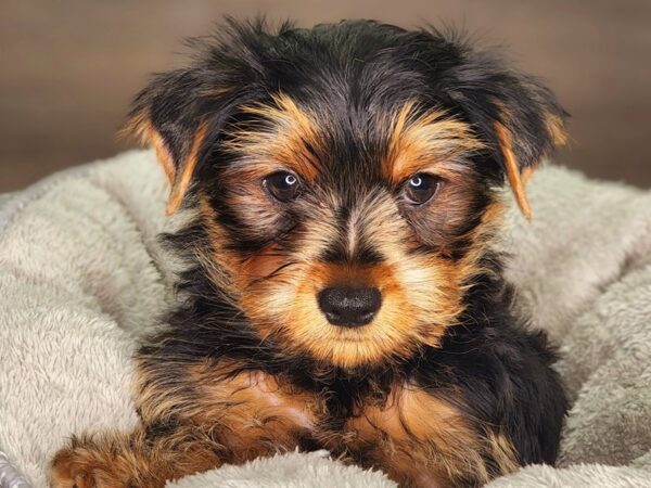 Yorkshire Terrier DOG Male Blk & Gld 18247 Petland Iowa City, Iowa