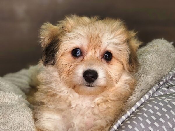 Pomachon-Dog-Female--18255-Petland Iowa City, Iowa