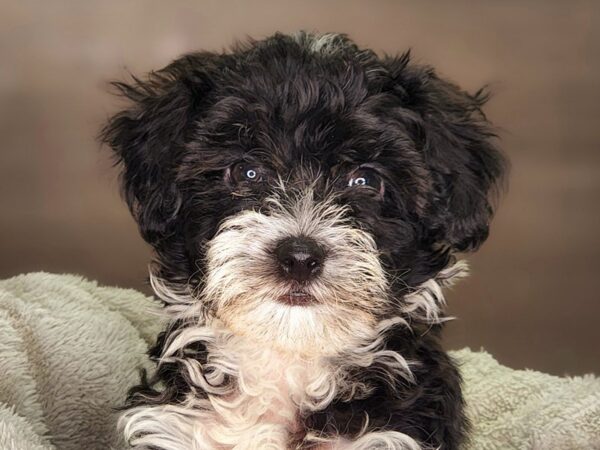 Havanese DOG Male blk/wh 18258 Petland Iowa City, Iowa