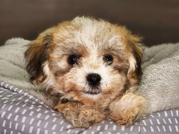 Havachon-DOG-Male-br/wh-18251-Petland Iowa City, Iowa