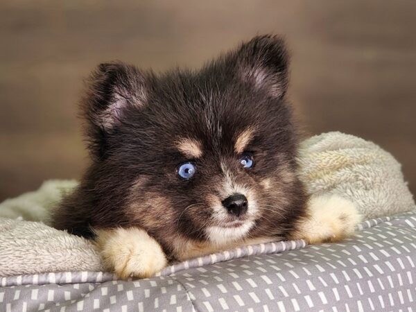 Pomsky 2nd Gen DOG Male Black / White 18240 Petland Iowa City, Iowa