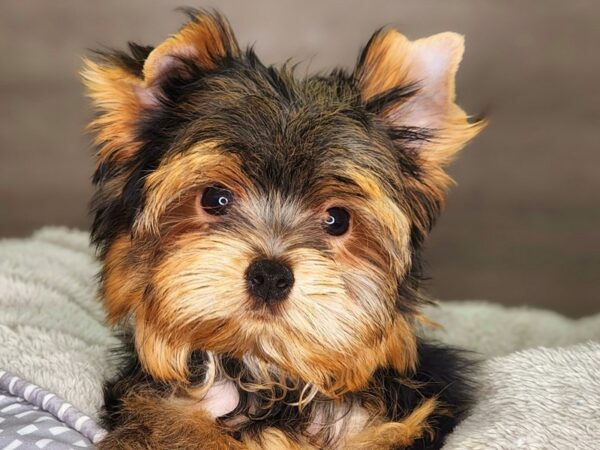 Yorkshire Terrier DOG Male Blk & Gld 18246 Petland Iowa City, Iowa