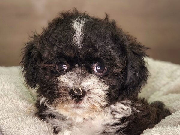 Havachon-DOG-Male-blk/wh-18252-Petland Iowa City, Iowa