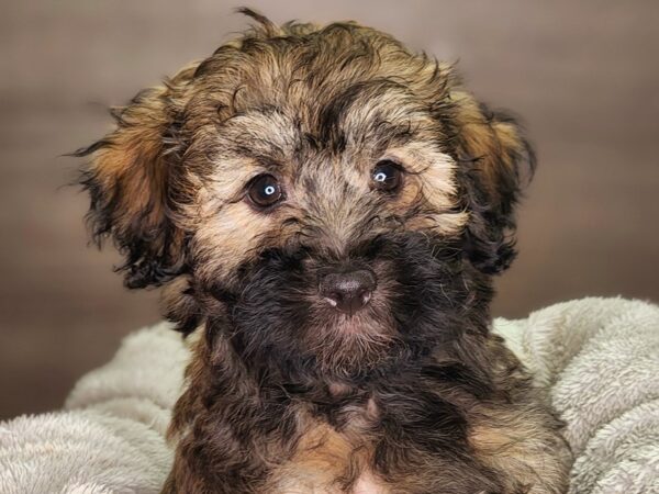 Havanese-Dog-Male--18257-Petland Iowa City, Iowa