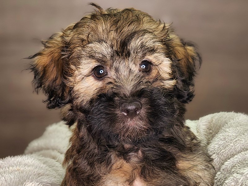 Havanese Dog Male 18257