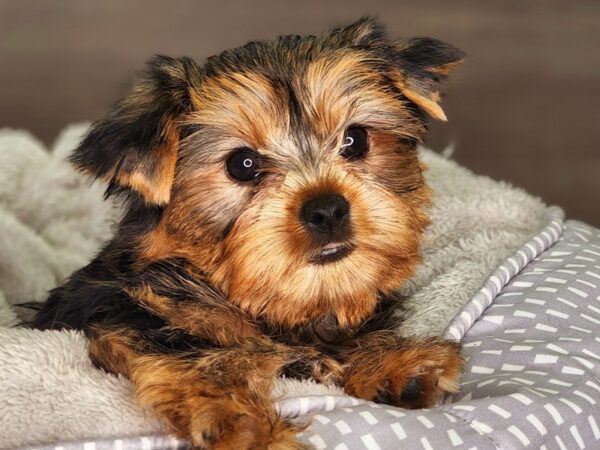 Yorkshire Terrier DOG Female Blk & Gld 18249 Petland Iowa City, Iowa