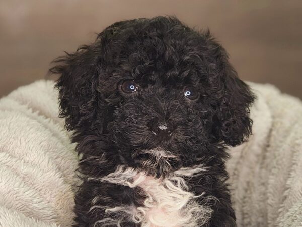 Havanese DOG Male blk/wh 18259 Petland Iowa City, Iowa