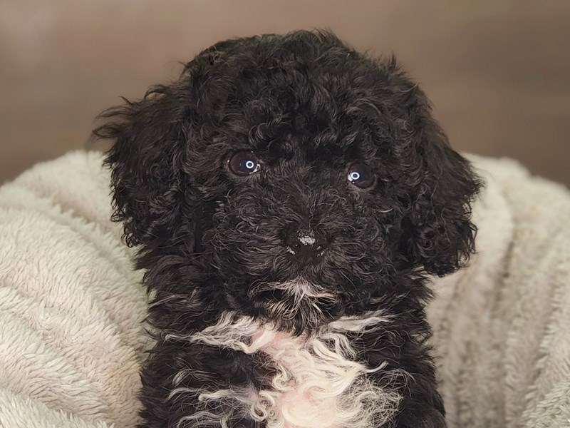 Havanese Dog Male blk/wh 18259