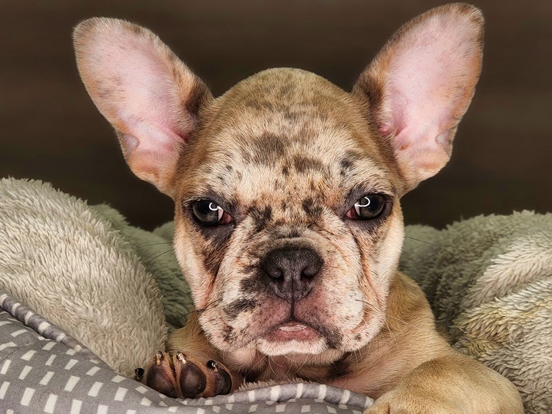French Bulldog Dog Female Blue Fawn 18237