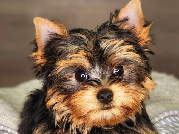 Yorkshire Terrier DOG Female Blk & Gld 18248 Petland Iowa City, Iowa