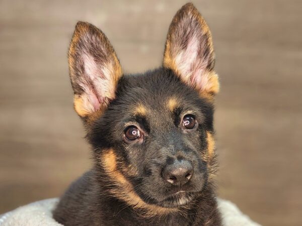 German Shepherd DOG Female Black / Tan 18263 Petland Iowa City, Iowa