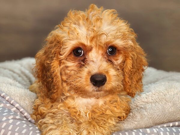 Cock A Poo 2nd Gen-DOG-Female-Apricot-18267-Petland Iowa City, Iowa