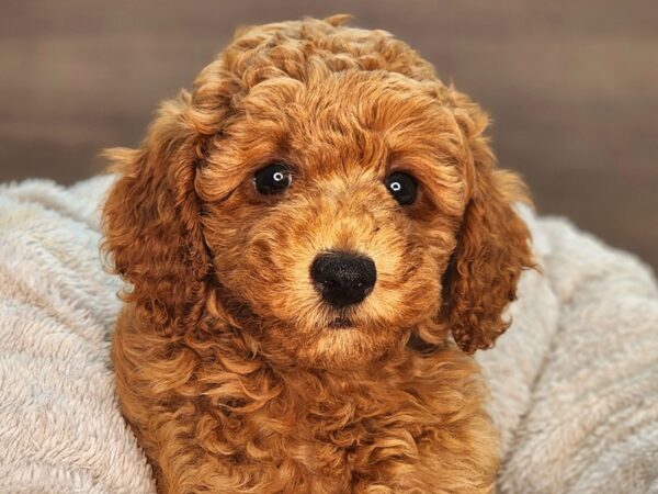 Poodle-Dog-Male-Red-18261-Petland Iowa City, Iowa