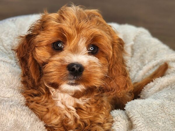 Cavapoo DOG Male Ruby 18264 Petland Iowa City, Iowa