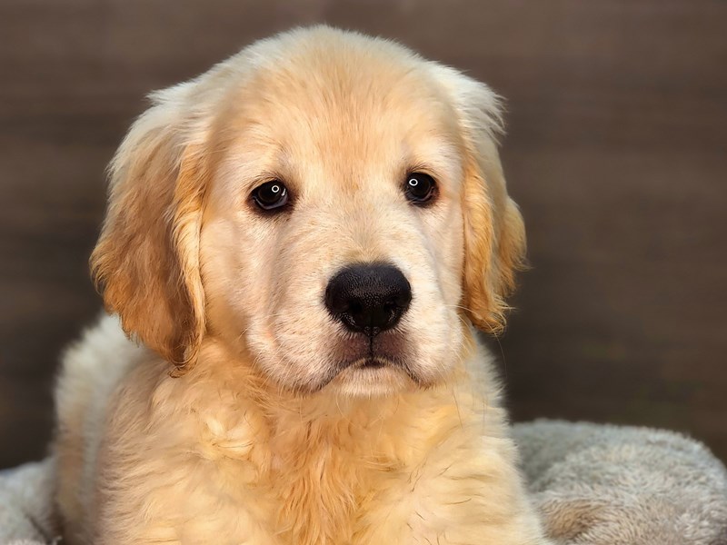Golden Retriever Dog Female lt gldn 18265