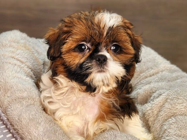 Shih Tzu DOG Female Brown / White 18271 Petland Iowa City, Iowa