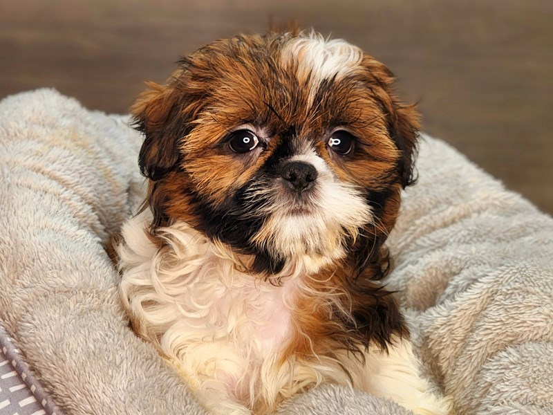 Shih Tzu Dog Female Brown / White 18271