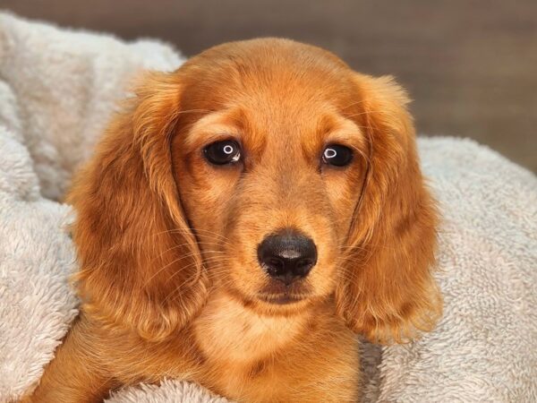 Dachshund DOG Male Red 18260 Petland Iowa City, Iowa