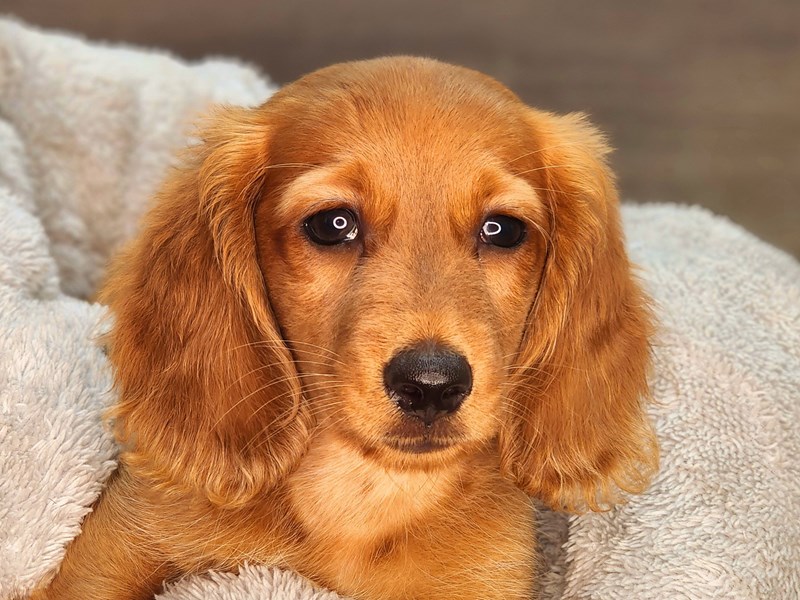 Dachshund Dog Male Red 18260