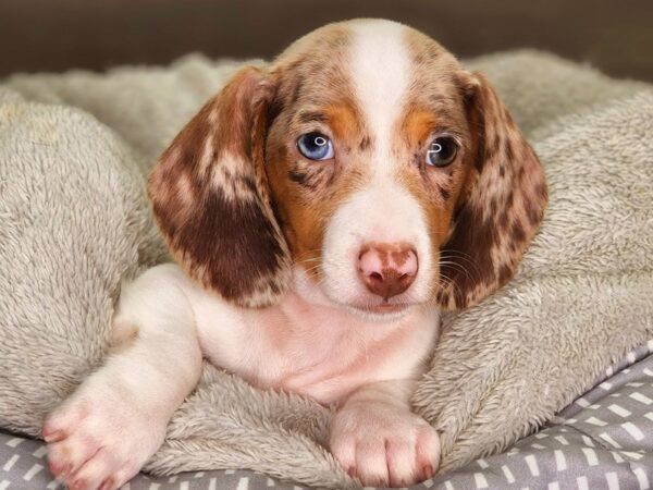 Dachshund DOG Male Wht & Chlt, dpl 18282 Petland Iowa City, Iowa