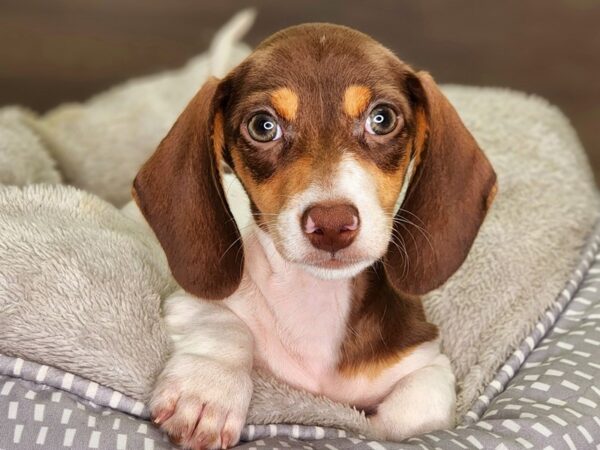 Dachshund Dog Female Wht & Chlt 18283 Petland Iowa City, Iowa