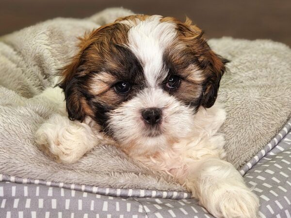 Miniature Poodle / Shih Tzu-DOG-Female-Brwn & Wht-18288-Petland Iowa City, Iowa